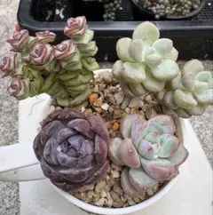 寄せ植えセット　カット苗また抜き苗　多肉　エケベリア　韓国苗