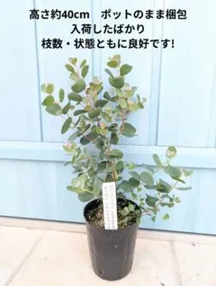 らむ様 リクエスト 2点 まとめ商品