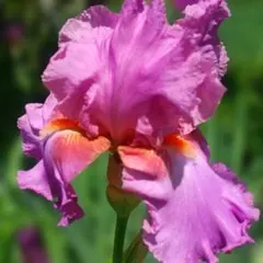 ちびちゃんプロフ読んでね棚整理中 です様 リクエスト 2点 まとめ商品