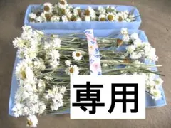 mika様専用　ドライフラワーアンモビューム 50本+αと種子【普通郵便】