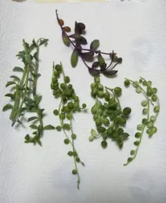 2025年最新】斑入りグリーンネックレス マーブルネックレスの人気