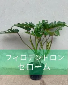 フィロデンドロン ピナティフィダム ③】【トップカット】希少 太い茎