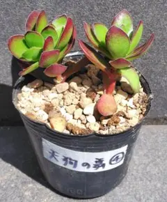 2026年最新】多肉植物天狗の舞の人気アイテム - メルカリ