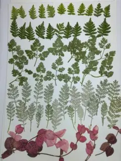 Item thumbnail for item b02087d4-6eb6-4d79-9a27-58caa3d8276d