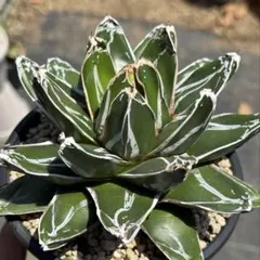 アガベ ビクトリアレジーナ 笹の雪 多肉植物 抜き苗 - メルカリ