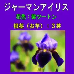 ピオニー様 リクエスト 3点 まとめ商品