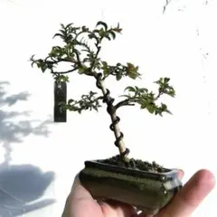 サルスベリ 豆盆栽 ミニ盆栽 百日紅　インテリアのサムネイル