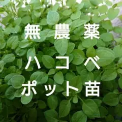 はこべ苗、ハコベ苗 No.７０のサムネイル