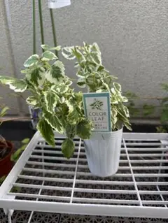 norichan様 リクエスト 2点 まとめ商品　　速達