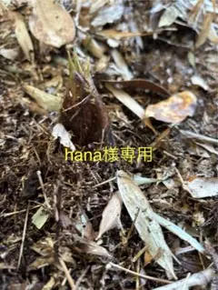 hana様専用ページ