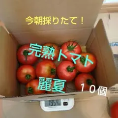 今朝採りたてのお玉トマト　麗夏１０個　60Box 即日発送のサムネイル