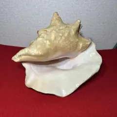 2025年最新】コンク貝の人気アイテム - メルカリ