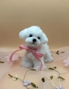 ふわふわモールの手のひらマルプーちゃん　アクリルケース付き