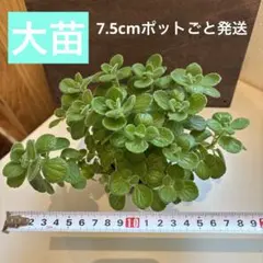 ★大苗‼︎アロマティカス★7.5cmポットごと発送★【18】