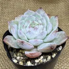 アメイジンググレイス 抜き苗 多肉植物 エケベリア - メルカリ