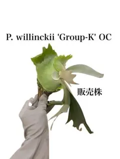 P.GINKA WIDE FORM - メルカリ