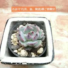 れおママ(月、金、発送)様ご依頼分 多肉 ストロベリーミルククラウン