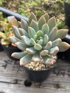 みるく様専用 乙女心×ピンクプリティ