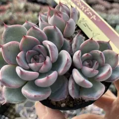 爪と葉色が素敵な～✡️026 ブルーベリームーン✡️おらいさん 多肉 抜き苗 爪と葉色が素敵な～✡️026 ブルーベリームーン✡️おらいさん 多肉 抜き苗