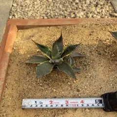アガベ　オバティサナ　シースター1のサムネイル