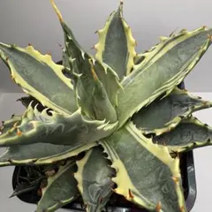 2026年最新】サブシンプレックスの人気アイテム - メルカリ