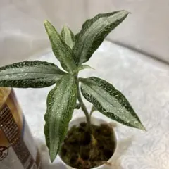 2025年最新】ジュエルオーキッドの人気アイテム - メルカリ