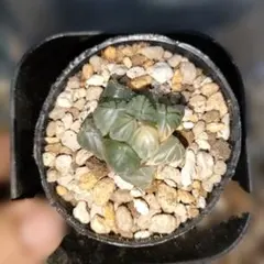 ま*こ様 ハオルチア　オブツーサ錦　水中月錦　27