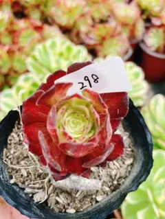 アエオニウム レッドサン【抜き苗】多肉植物 - メルカリ
