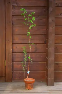 養生中-白樺の鉢植え　No.24　112cm 白樺の鉢植え No.24 樹高102cm 送料込 - メルカリ