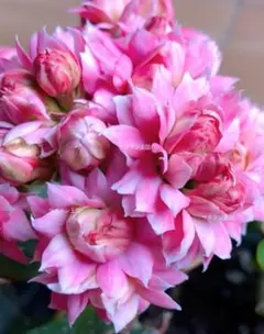 はなちゃん様 リクエスト 4点 まとめ商品