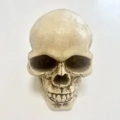 2026年最新】骸骨 置物の人気アイテム - メルカリ