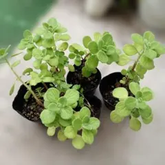 アロマティカス 多肉植物 観葉植物 抜き苗 複数株
