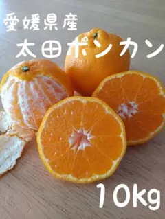 65愛媛県産 太田ポンカン ぽんかん ５㎏