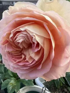 バラ挿し木苗 アブラハムダービー