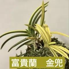 富貴蘭　月笙(特芸品) 富貴蘭 月笙(特芸品) 富貴蘭 月笙(特芸品)