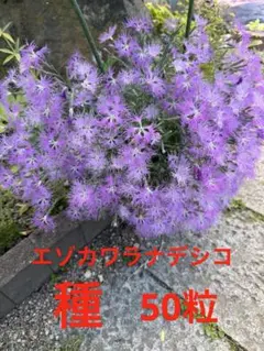 ☆エゾエンゴサク☆来年用球根30個 - メルカリ