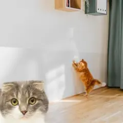 벽 프로텍터, 탈착식 고양이 벽지 프로텍터, 12개 팩