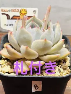 2026年最新】ファームパルクさん苗の人気アイテム - メルカリ