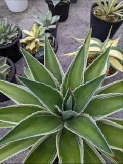 2025年最新】デスメティアーナの人気アイテム - メルカリ