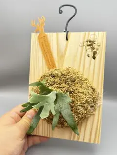 2025年最新】yellow moon dwarfの人気アイテム - メルカリ