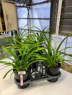 金陵辺。花芽1個。5鉢セット。蜜蜂誘引蘭。日本蜜蜂。キンリョウヘン