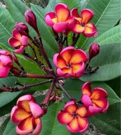 プルメリア Jamaica Fire接木花芽付き プルメリア Jamaica Fire接木花芽付き