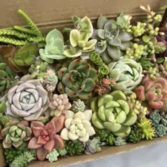 多肉植物　寄せ植え　多肉弁当　エケベリア　セダム
