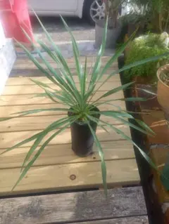 2025年最新】ユッカ レクルビフォリアの人気アイテム - メルカリ