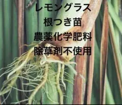 はらぺこ2:40様 リクエスト 2点 まとめ商品