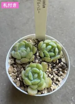 多肉植物♡メイプルハニー♡ぼのぼのさん〜苗〜ポットごと発送のお値段