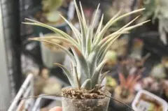 Tillandsia Succulent Form 速達発送 - メルカリ