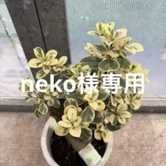 パンダガジュマル 斑入り 超希少 6号サイズ 訳あり - メルカリ