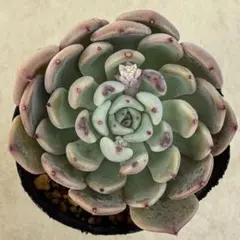 mi様 リクエスト 2点 まとめ商品