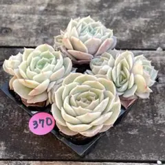 NEW❗️370多肉植物　多肉植物　オンスロー　抜き苗　寄せ植え　4苗セット❣️